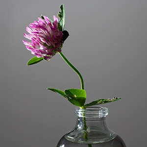 Fotoserie Helden - Trifolium-Pratense (Wiesenklee)